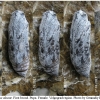 carch alceae pupa8 volg11